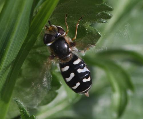Réf. 247 124 : Scaeva pyrastri